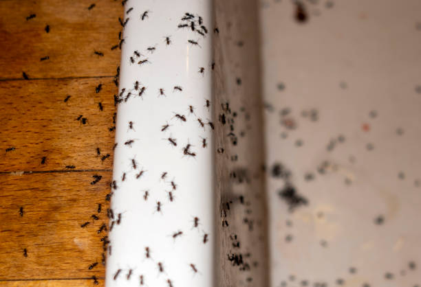 Best Best Pest Control Companies  in Oak Hill, FL